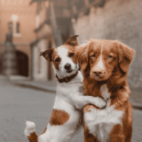 Pet Health & Wellness Pet Health & Wellness