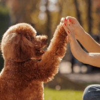 Pet Training & Behaviour Pet Training & Behaviour
